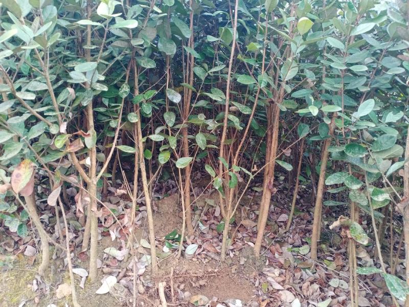 菲油果苗