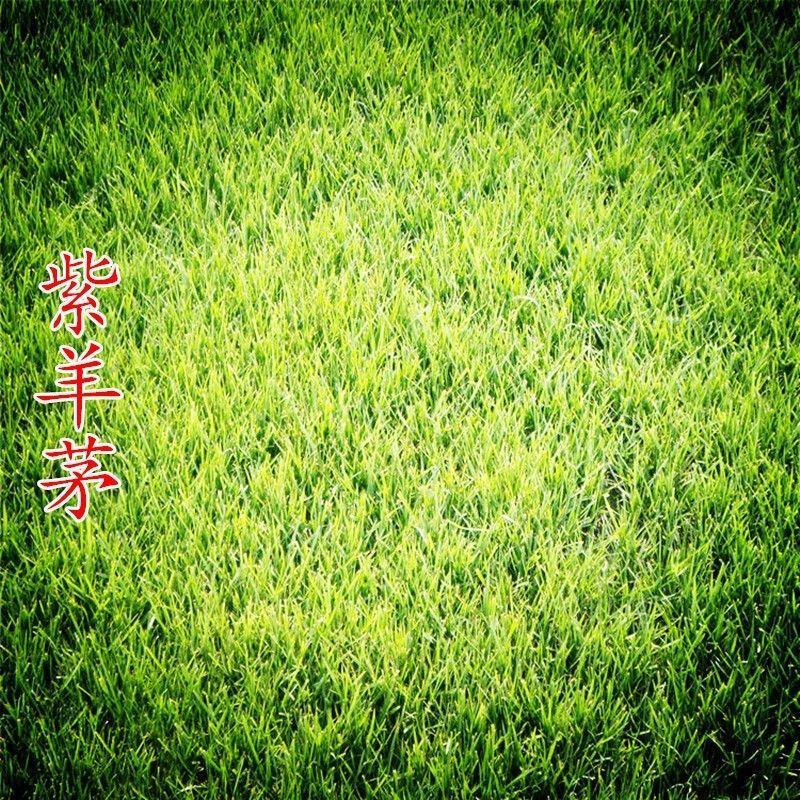 紫羊茅种子紫羊茅草种草籽紫羊毛种子四季常青护坡紫羊茅草坪