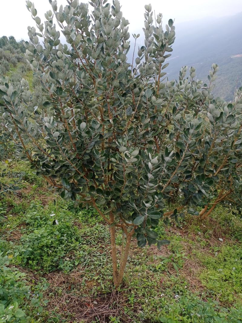 菲油果苗