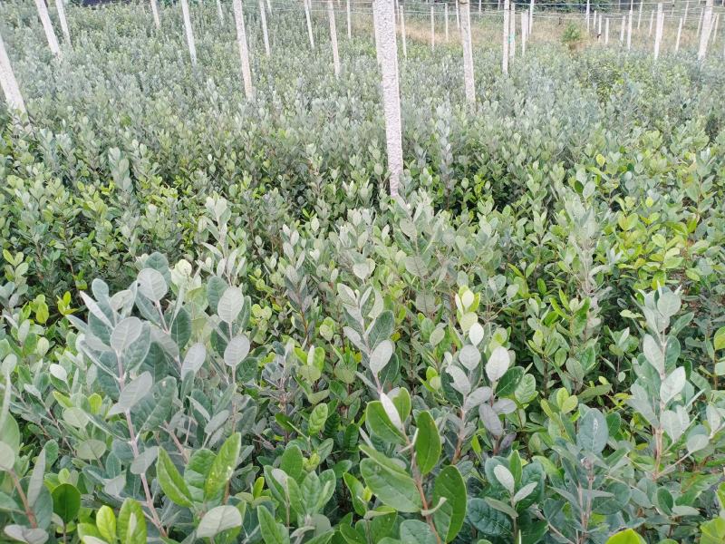 菲油果苗