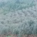 菲油果苗