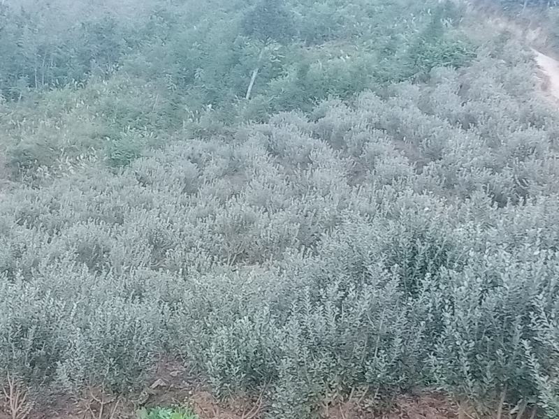 菲油果苗