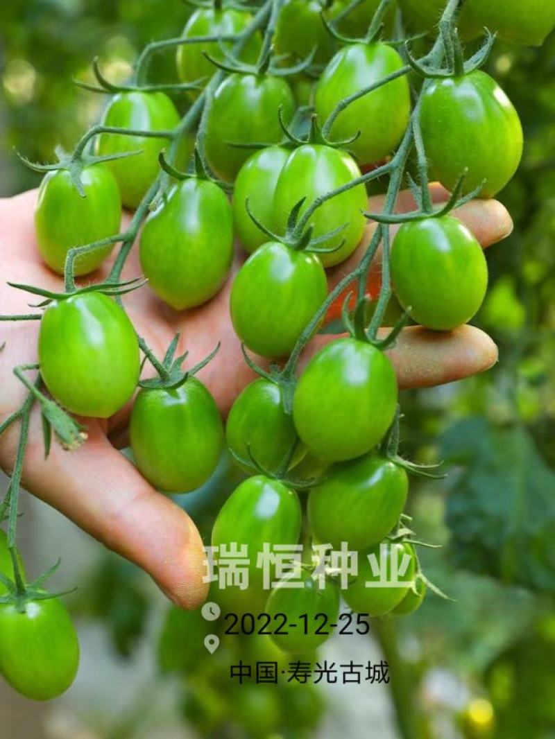 绿如蜜绿色樱桃小番茄苗子口感甜脆特色圣女果苗采摘小绿番茄