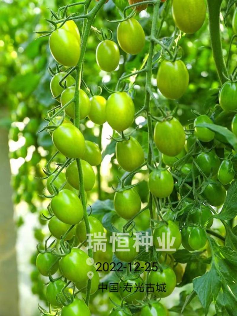 绿如蜜绿色樱桃小番茄苗子口感甜脆特色圣女果苗采摘小绿番茄