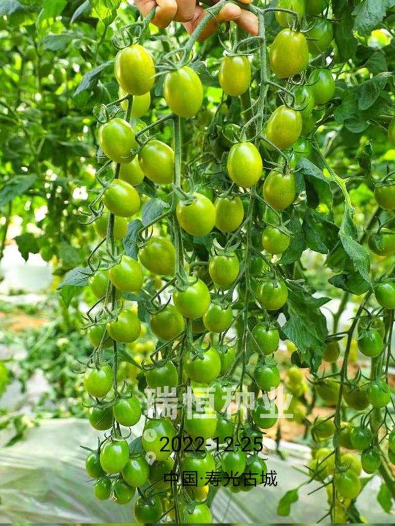 绿如蜜绿色樱桃小番茄苗子口感甜脆特色圣女果苗采摘小绿番茄
