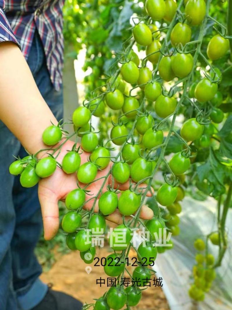 绿如蜜绿色樱桃小番茄苗子口感甜脆特色圣女果苗采摘小绿番茄