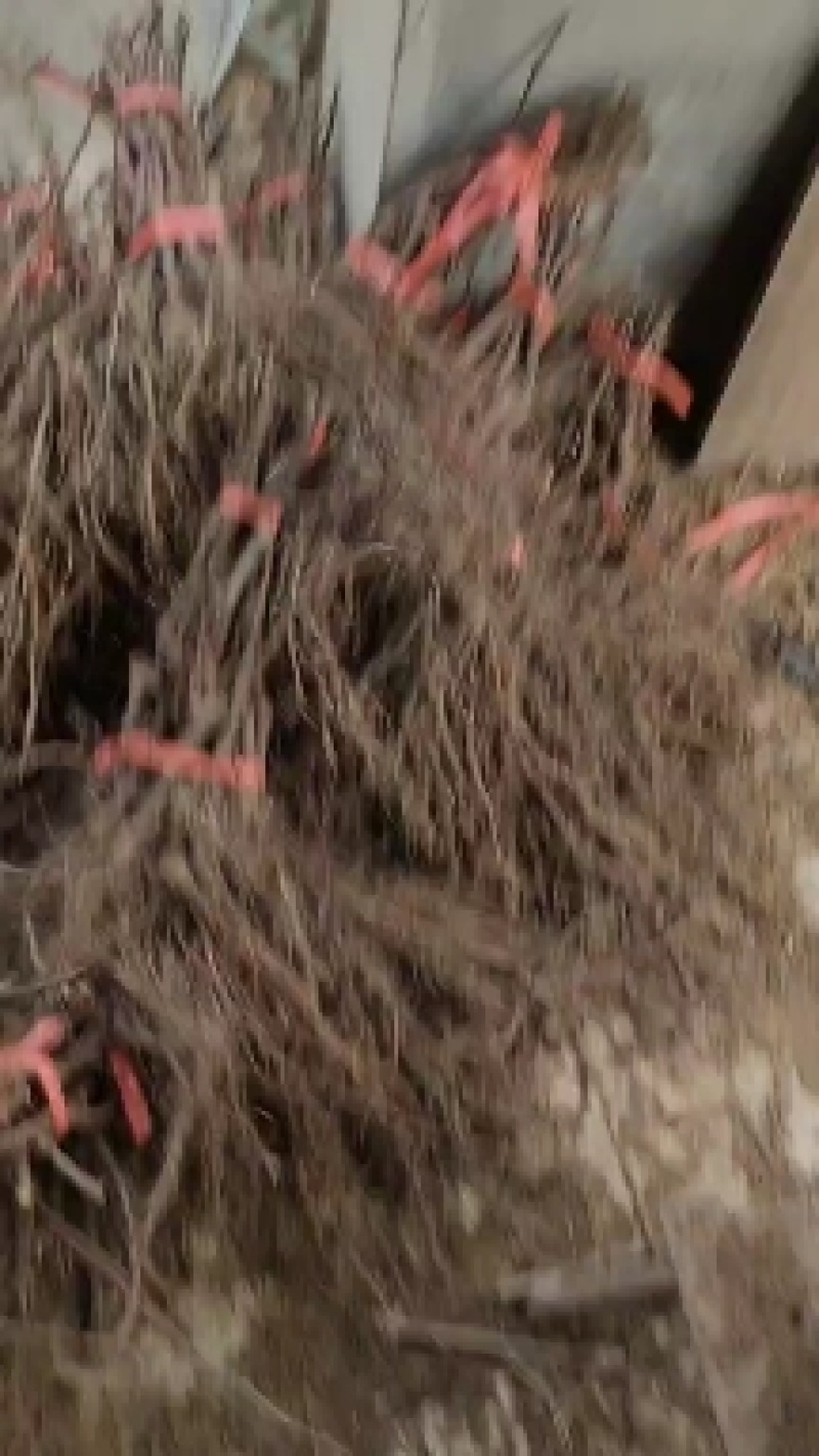 维多利亚葡萄苗
