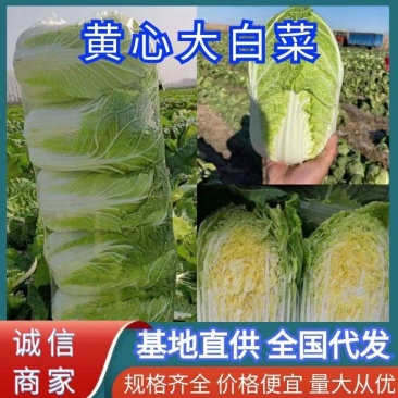 白菜，黄心白菜，北京3号，货量大，产地直发欢迎订购