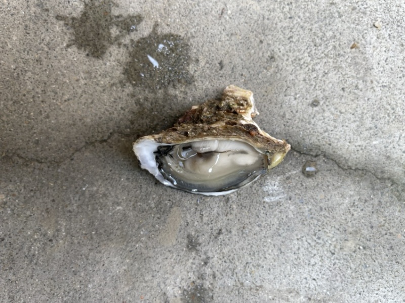 冬季生蚝肥款