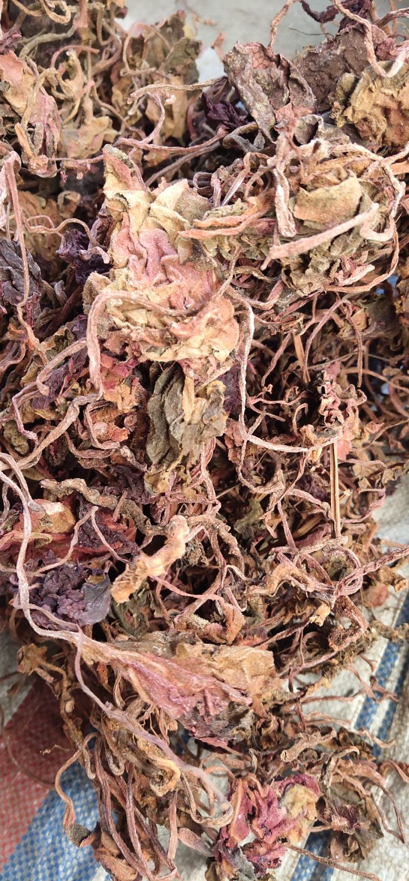 紫背天葵中药材批发红天葵紫背天葵草红叶紫背天葵