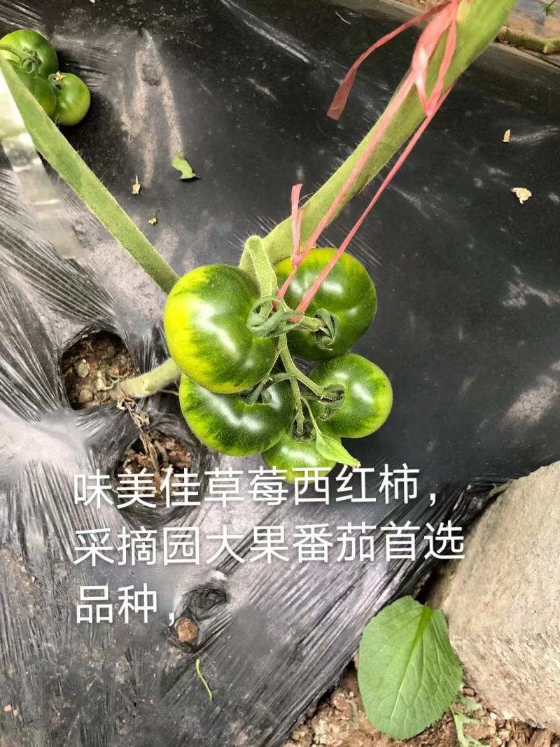 铁皮西红柿苗大果草莓西红柿苗味美佳草莓西红柿苗绿肩西红柿