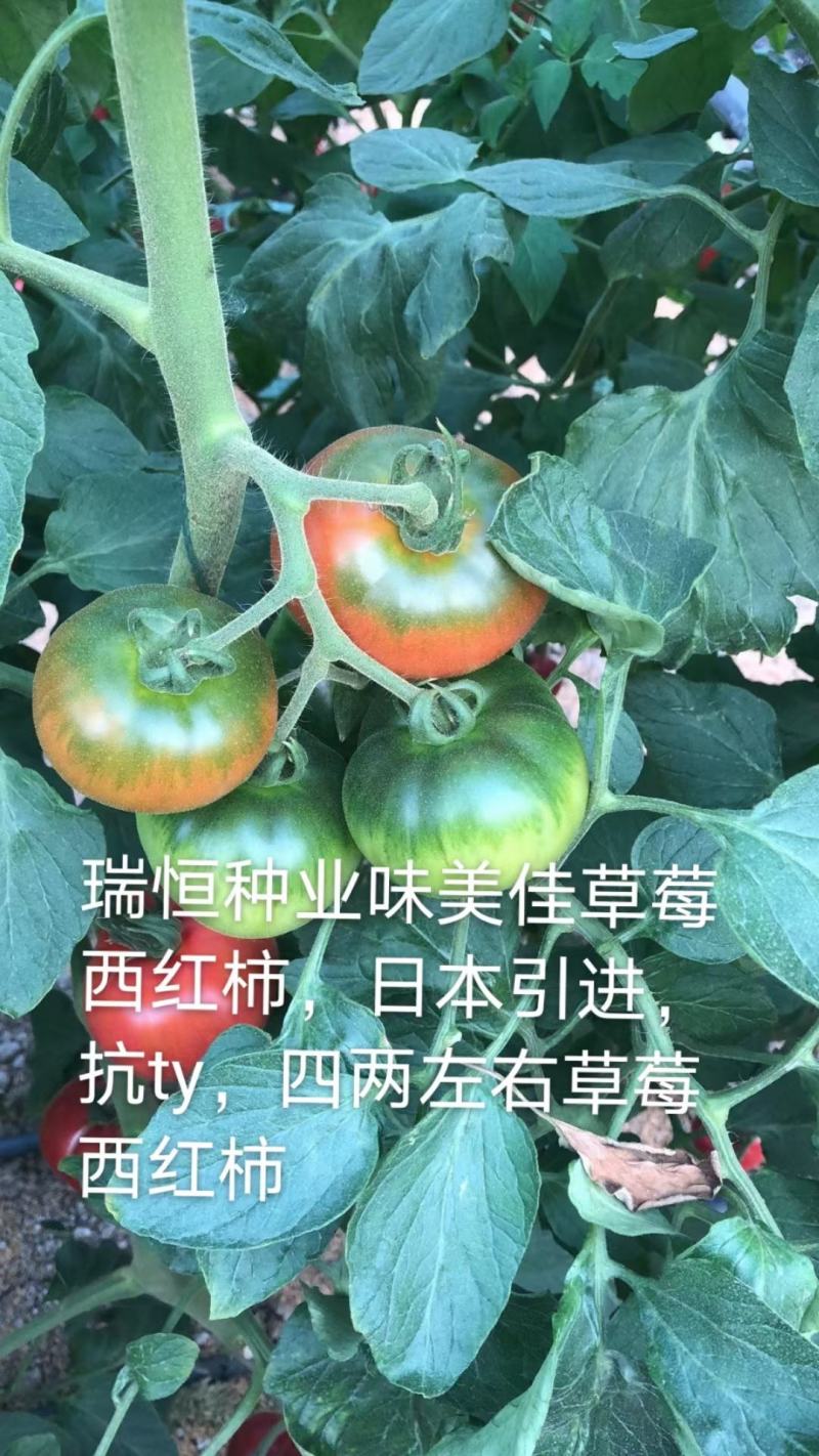 铁皮西红柿苗大果草莓西红柿苗味美佳草莓西红柿苗绿肩西红柿
