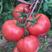 早春硬粉西红柿苗抗病高产普罗旺斯西红柿苗有苗口感大粉有苗