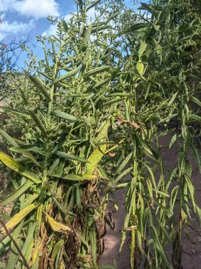云南野生小叶鲜新臭灵丹草带根一整颗包邮