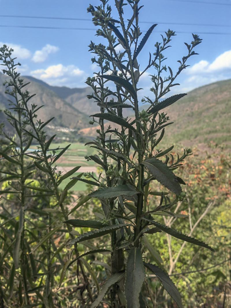 云南野生小叶鲜新臭灵丹草带根一整颗包邮
