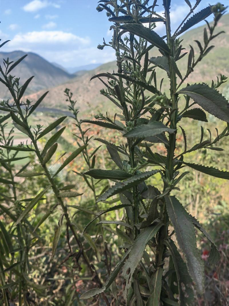 云南野生小叶鲜新臭灵丹草带根一整颗包邮