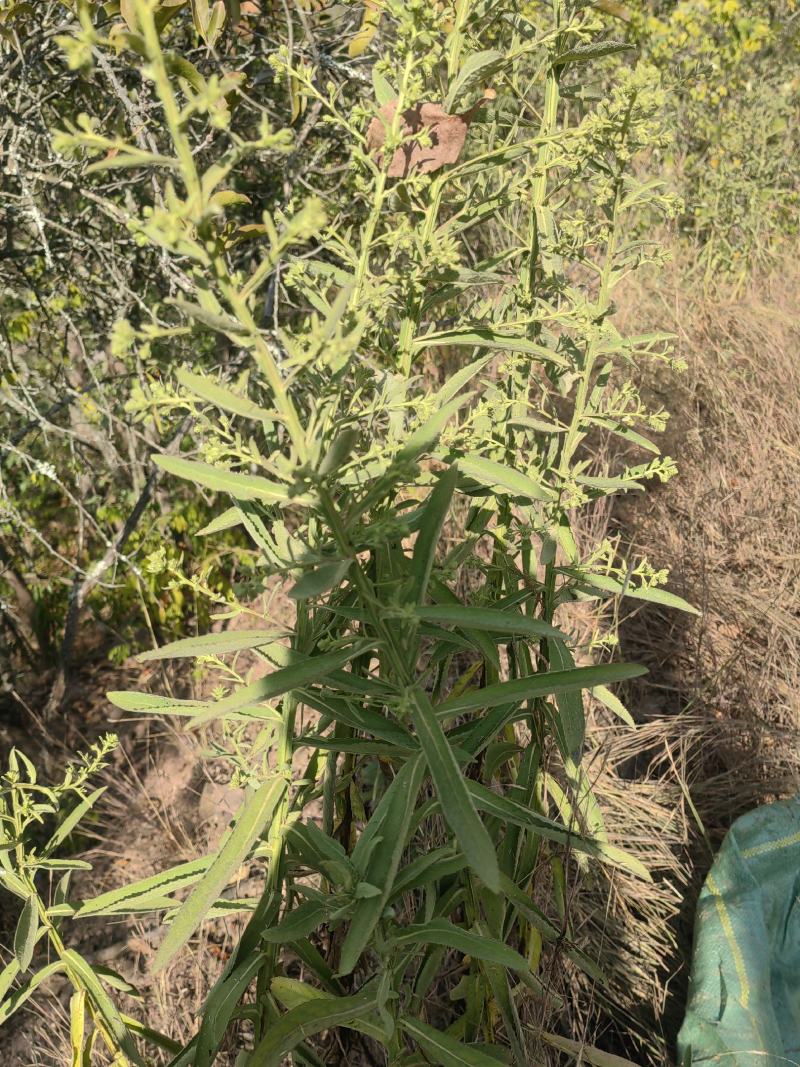 云南野生小叶鲜新臭灵丹草带根一整颗包邮