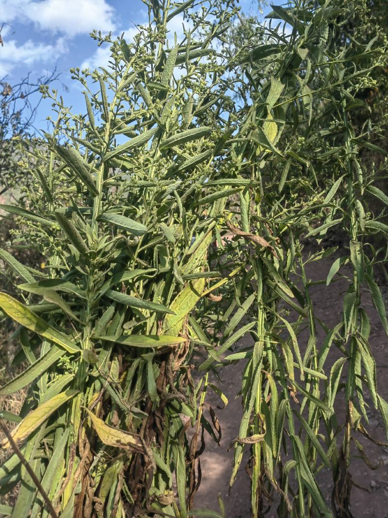 云南野生小叶鲜新臭灵丹草带根一整颗包邮