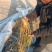 梅干菜，宿迁市腌制梅干菜，原始工艺加工。现货10万斤