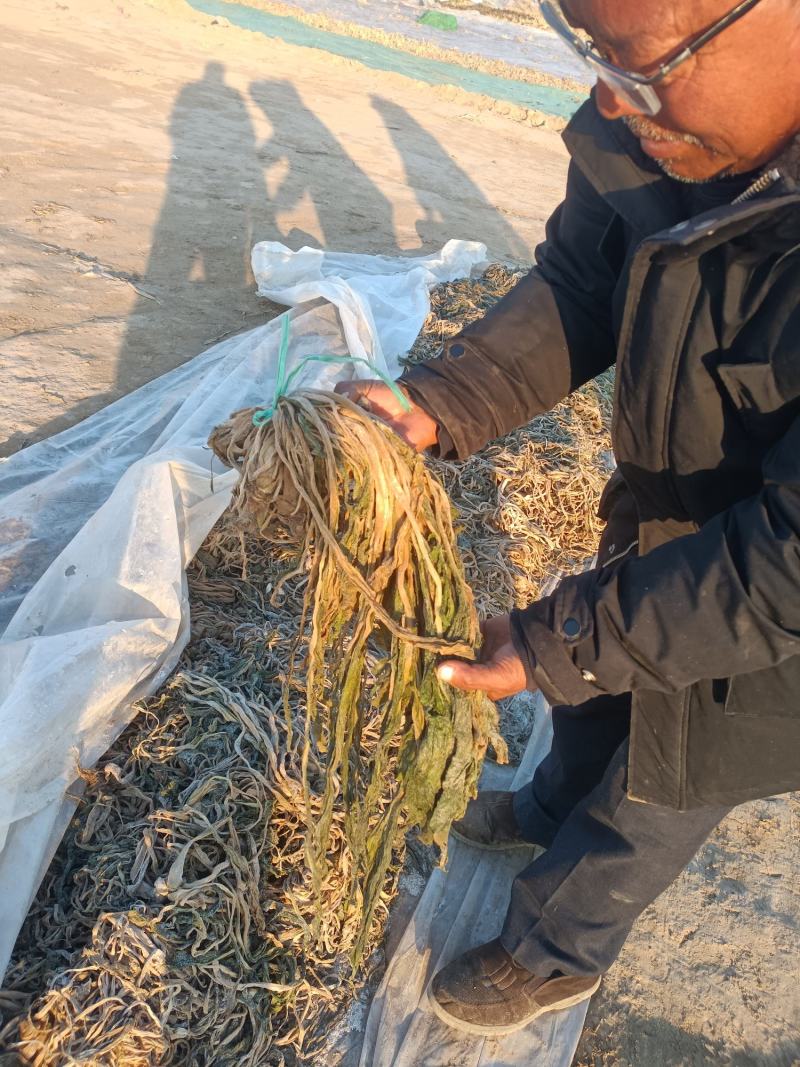 梅干菜，宿迁市腌制梅干菜，原始工艺加工。现货10万斤