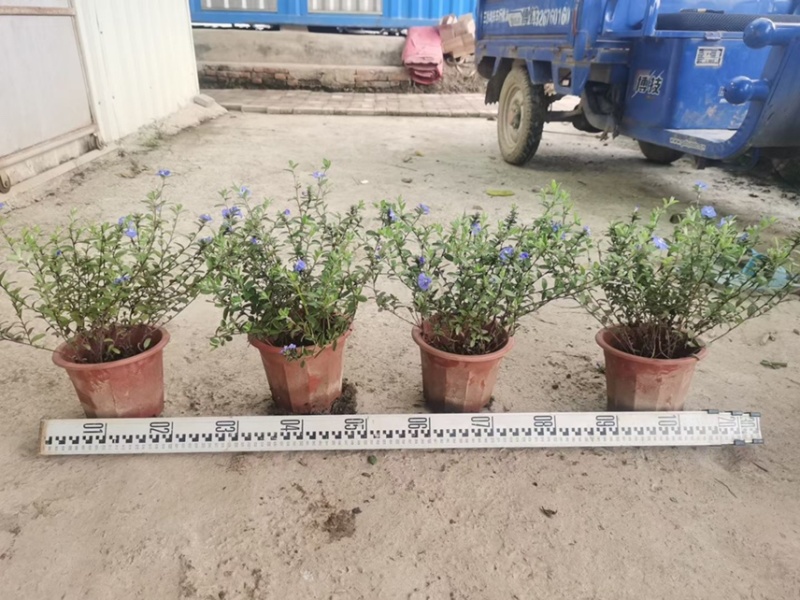 蓝星一手货源，又叫星花，基地大量现货供应，欢迎咨询