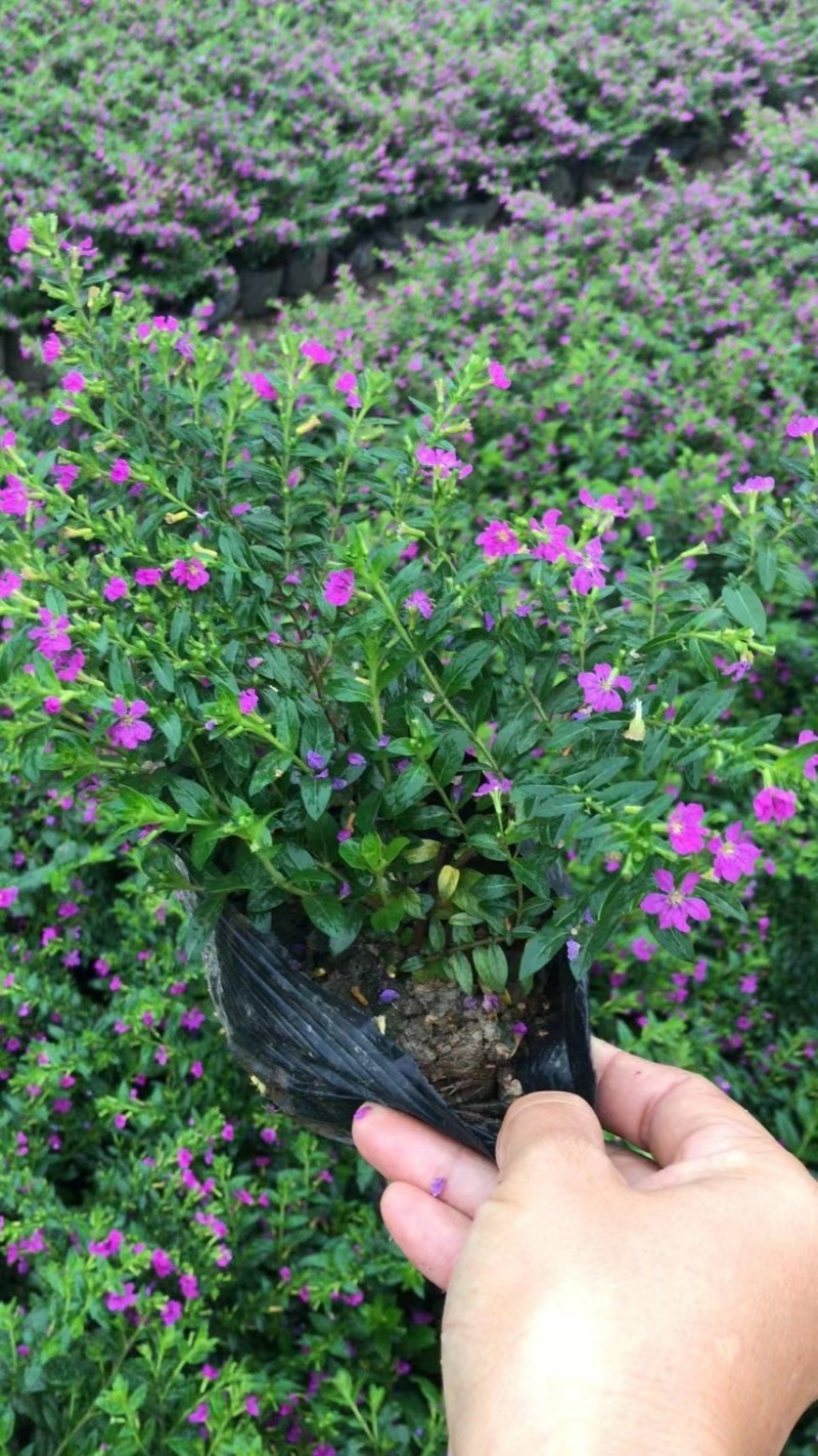 蓝星一手货源，又叫星花，基地大量现货供应，欢迎咨询