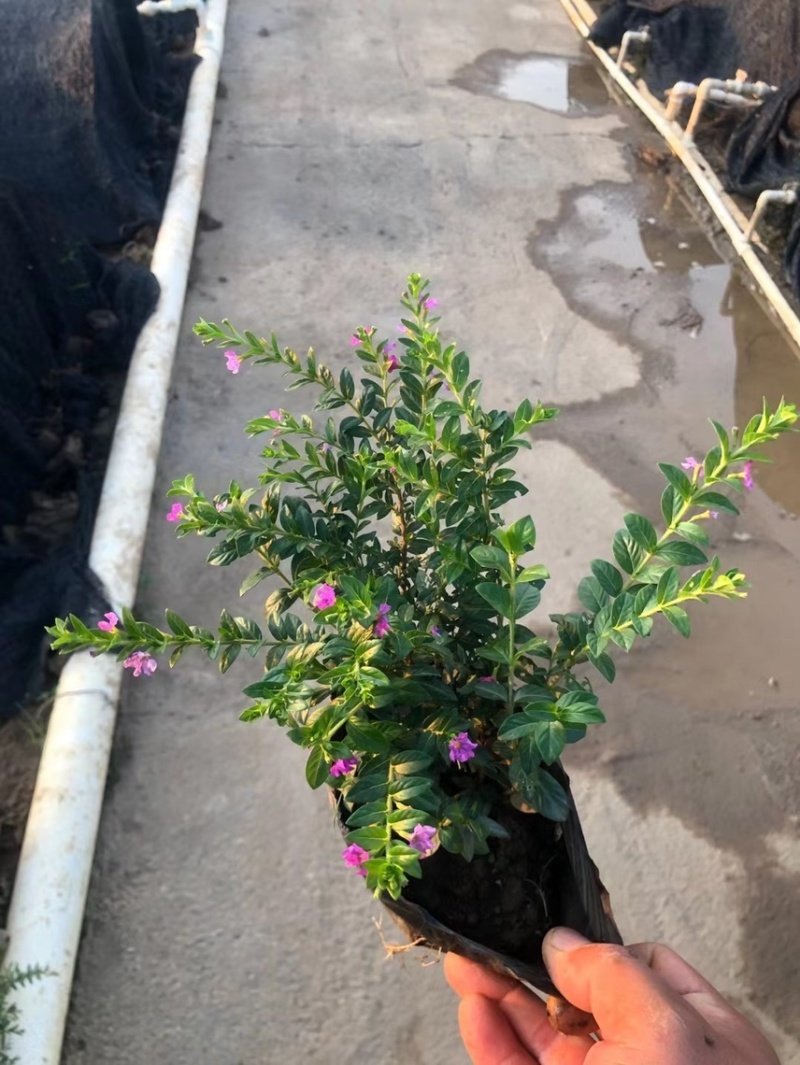 蓝星一手货源，又叫星花，基地大量现货供应，欢迎咨询