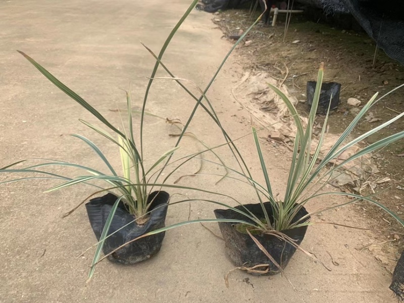 银边草一手货源，基地大量现货供应，欢迎咨询