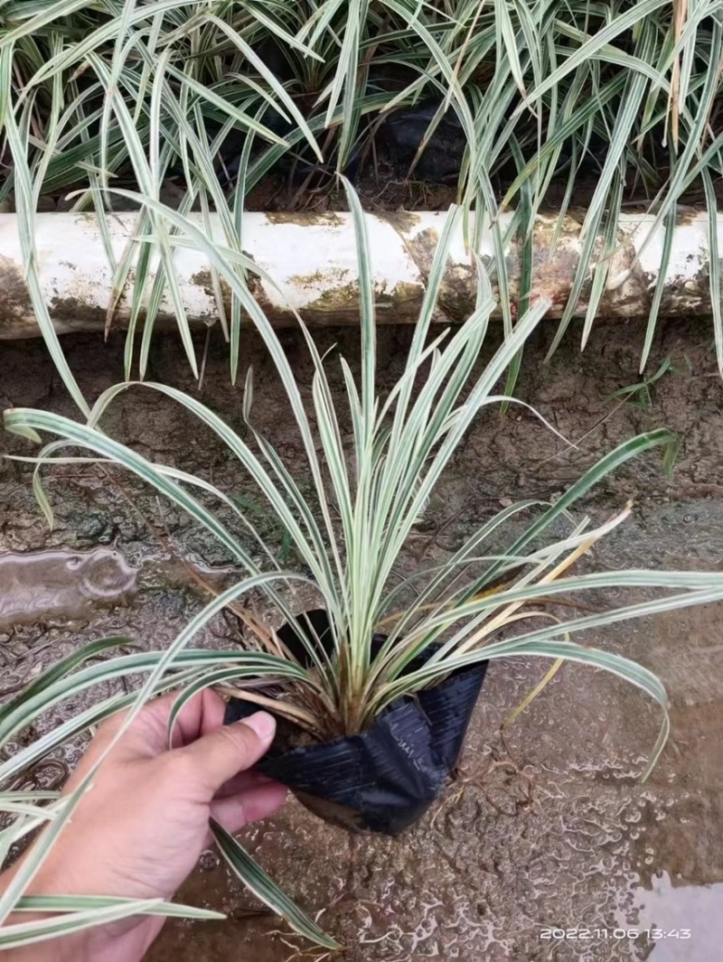 银边草一手货源，基地大量现货供应，欢迎咨询