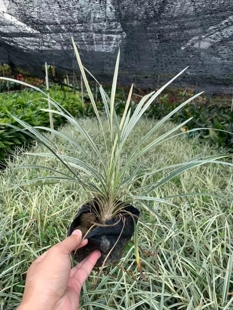 银边草一手货源，基地大量现货供应，欢迎咨询