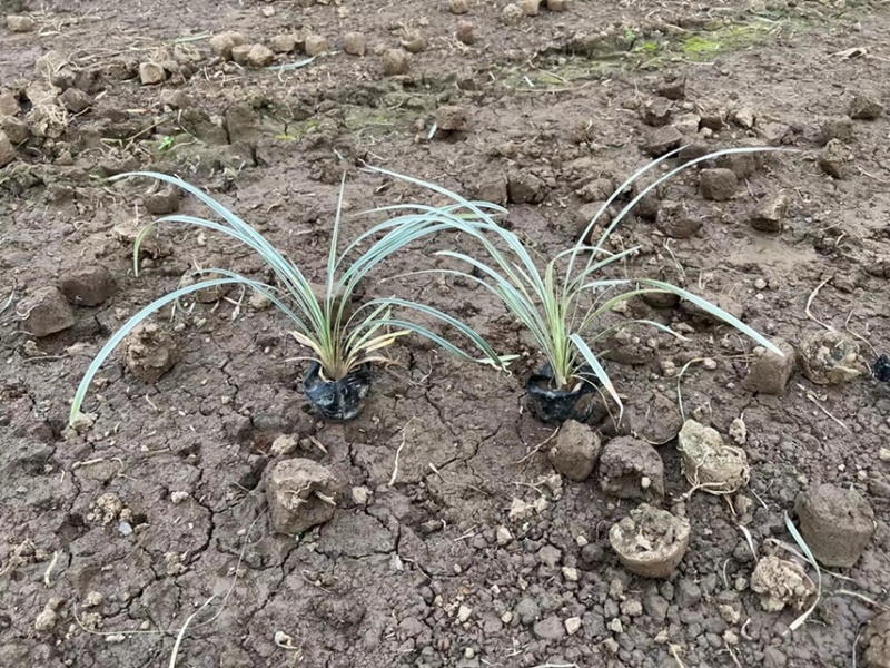 银边草一手货源，基地大量现货供应，欢迎咨询