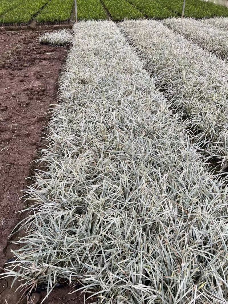 银边草一手货源，基地大量现货供应，欢迎咨询