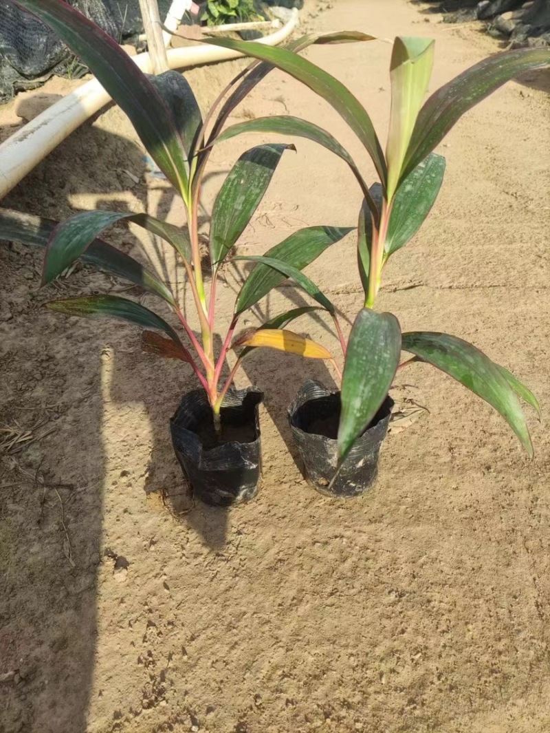朱蕉一手货源，基地大量现货供应，欢迎咨询