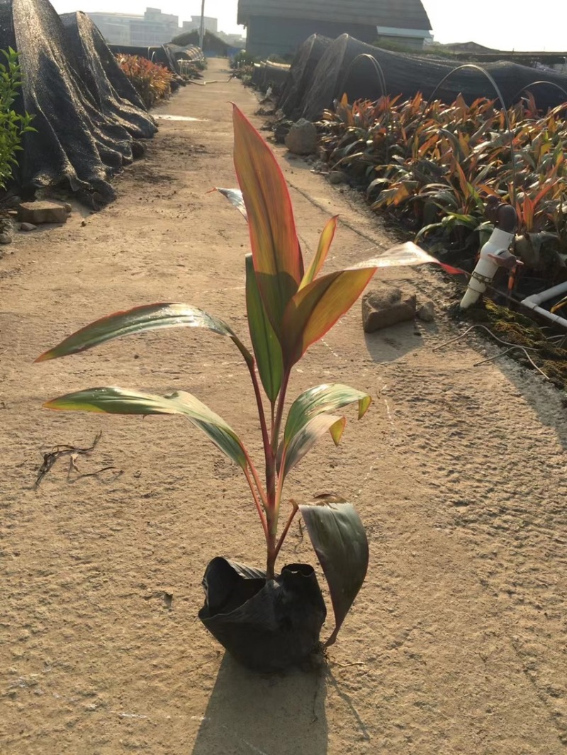 朱蕉一手货源，基地大量现货供应，欢迎咨询