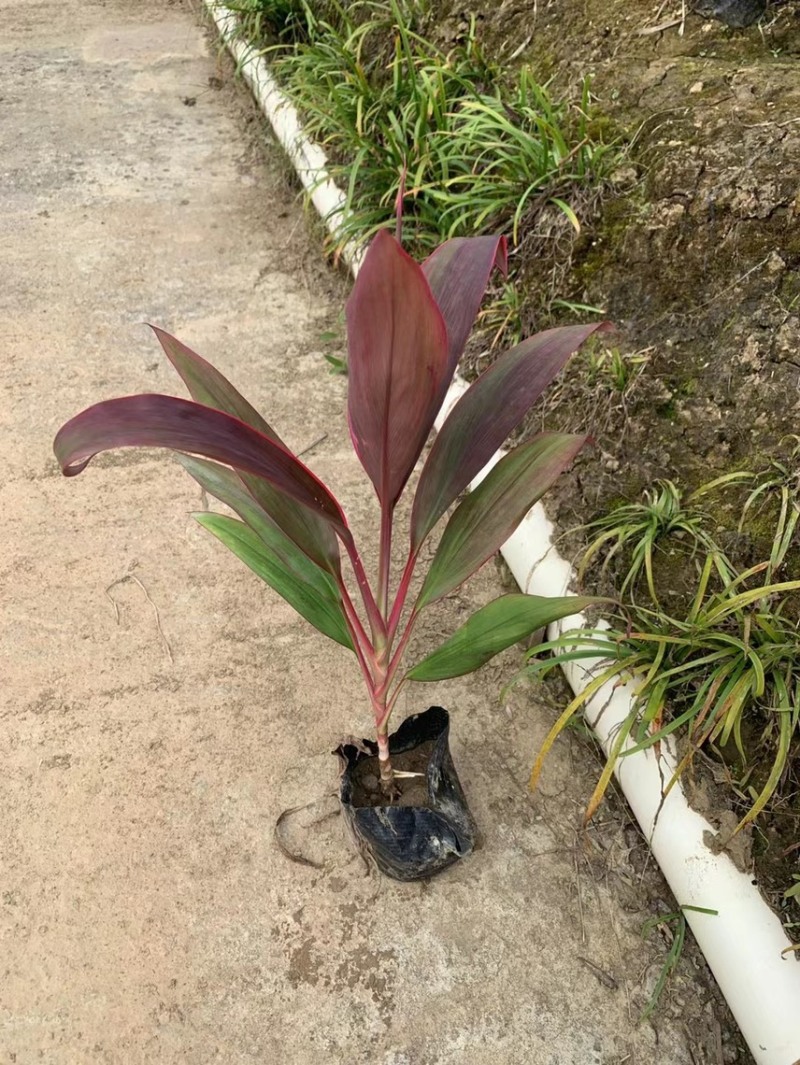 朱蕉一手货源，基地大量现货供应，欢迎咨询