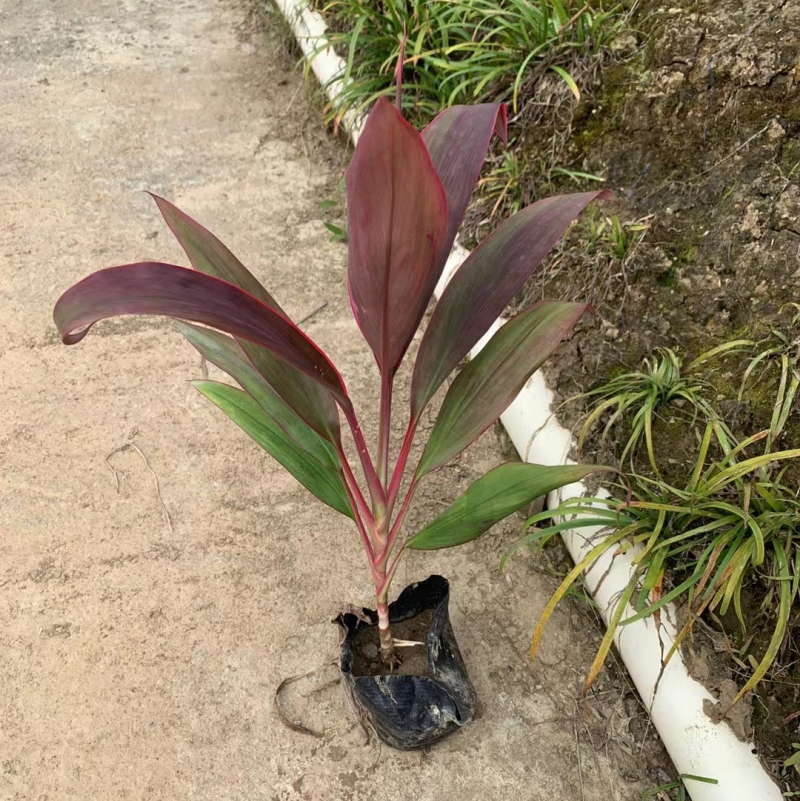 朱蕉一手货源，基地大量现货供应，欢迎咨询