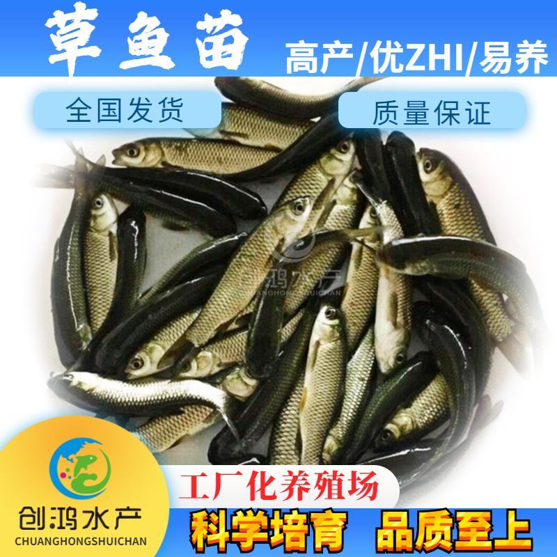 【2023年新苗】草鱼苗鲩鱼苗草鱼水花已打疫苗