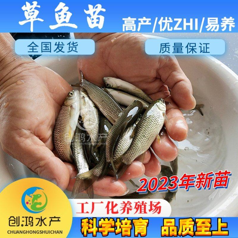 【2023年新苗】草鱼苗鲩鱼苗各类淡水鱼苗供应