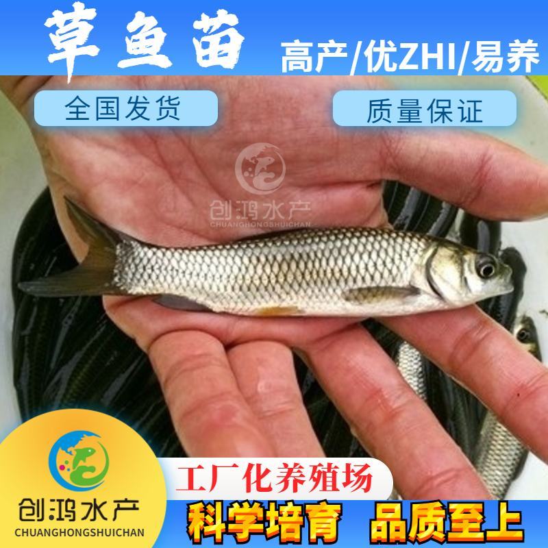 【2023年新苗】草鱼苗鲩鱼苗各类淡水鱼苗供应