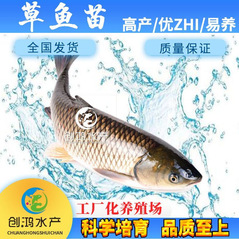 【2023年新苗】草鱼苗鲩鱼苗各类淡水鱼苗供应