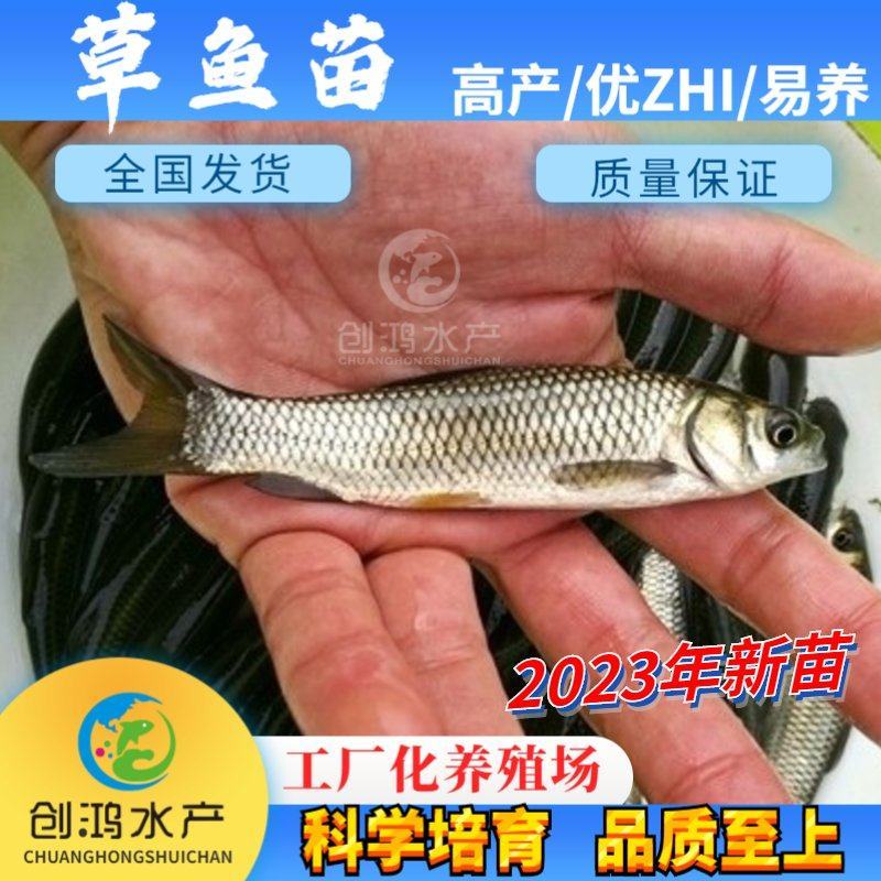 【2023年新苗】草鱼苗鲩鱼苗草鱼水花供应基地直供