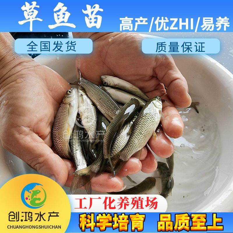 【2023年新苗】草鱼苗鲩鱼苗草鱼水花供应基地直供