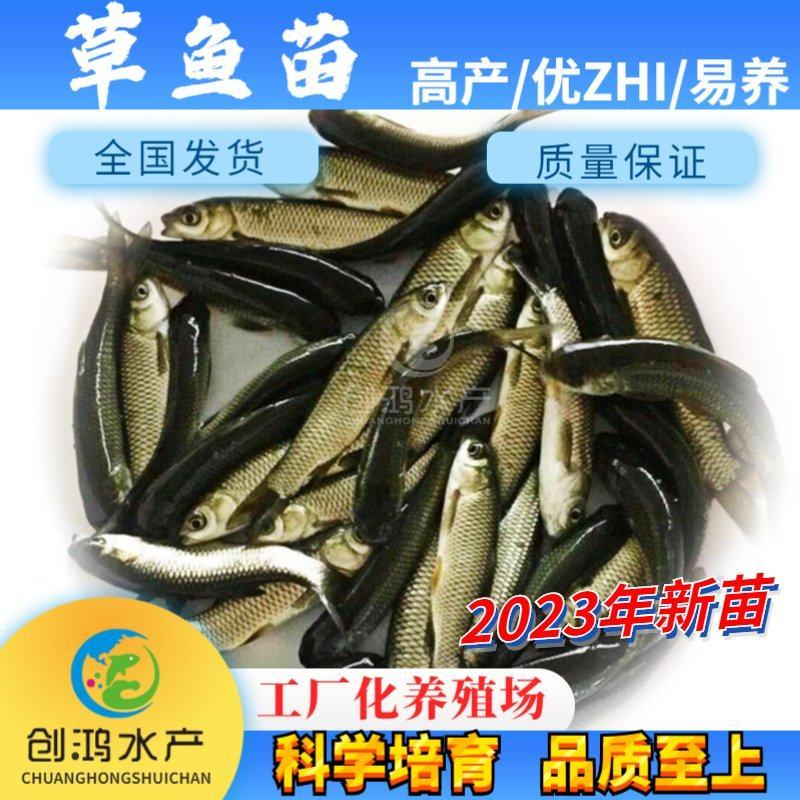 【大量供应】草鱼苗鲩鱼苗各类淡水鱼苗已打疫苗