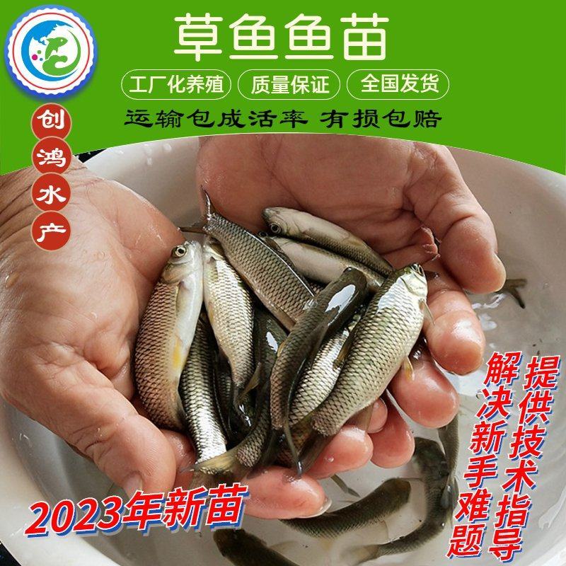 【2023年新苗】草鱼苗鲩鱼苗草鱼水花已打疫苗