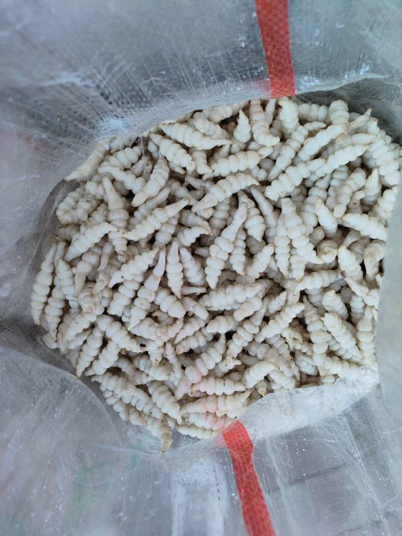 地环别名（新鲜小甘露，宝塔菜，螺丝菜）大量上市有意者联系