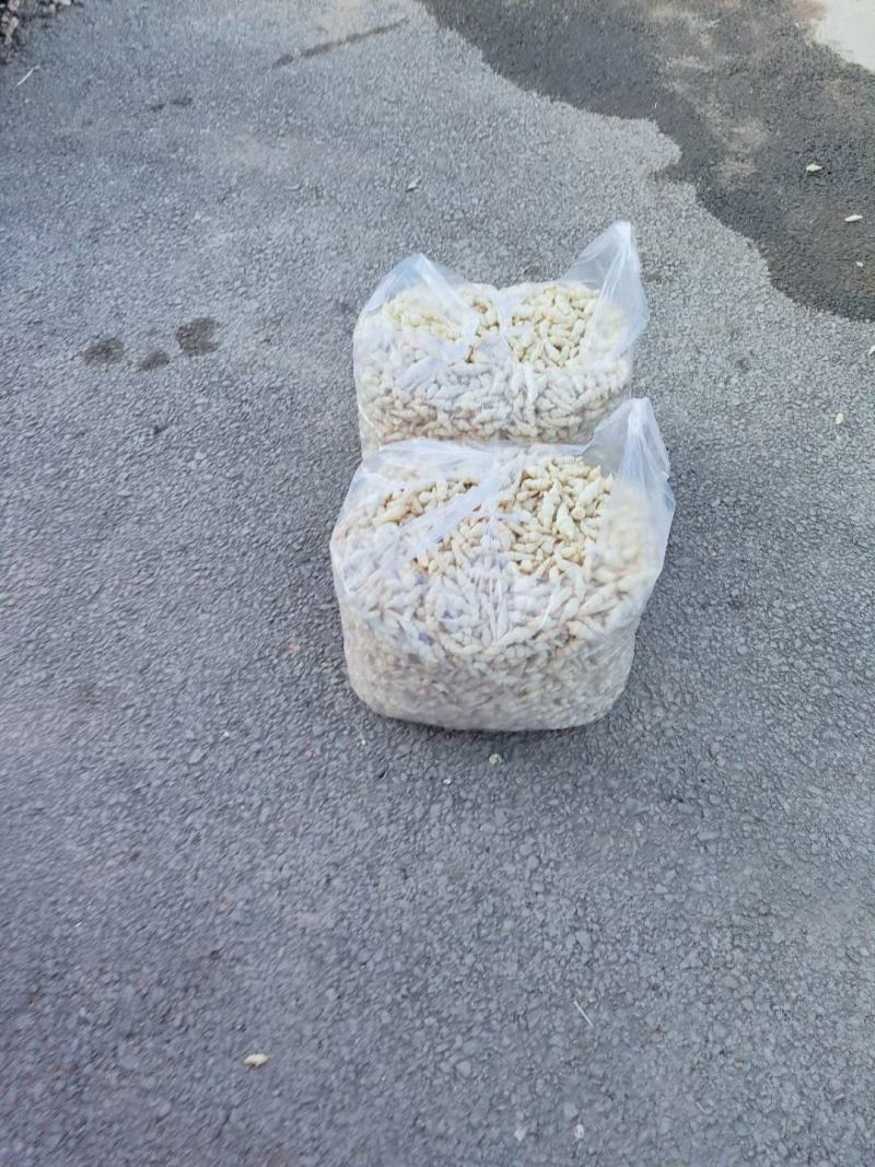 地环别名（新鲜小甘露，宝塔菜，螺丝菜）大量上市有意者联系