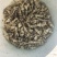 地环别名（新鲜小甘露，宝塔菜，螺丝菜）大量上市有意者联系