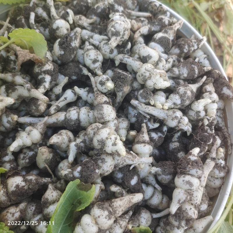 地环别名（新鲜小甘露，宝塔菜，螺丝菜）大量上市有意者联系