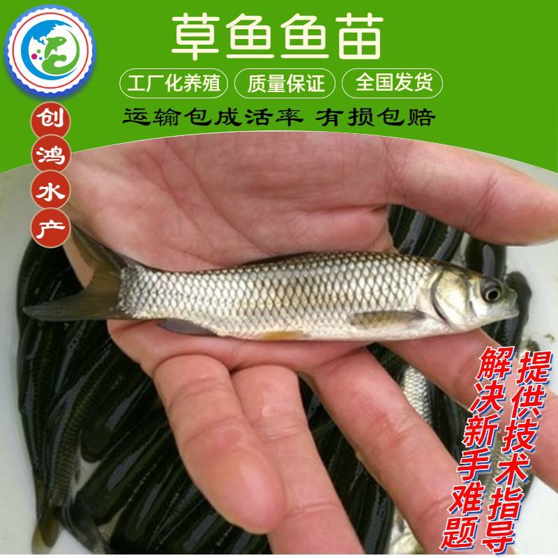 【2023年新苗】草鱼苗鲩鱼苗各类淡水鱼苗供应