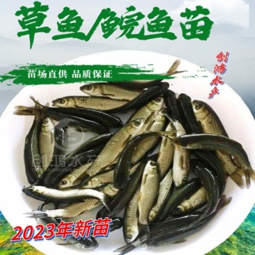 【2023年新苗】草鱼苗鲩鱼苗各类淡水鱼苗供应